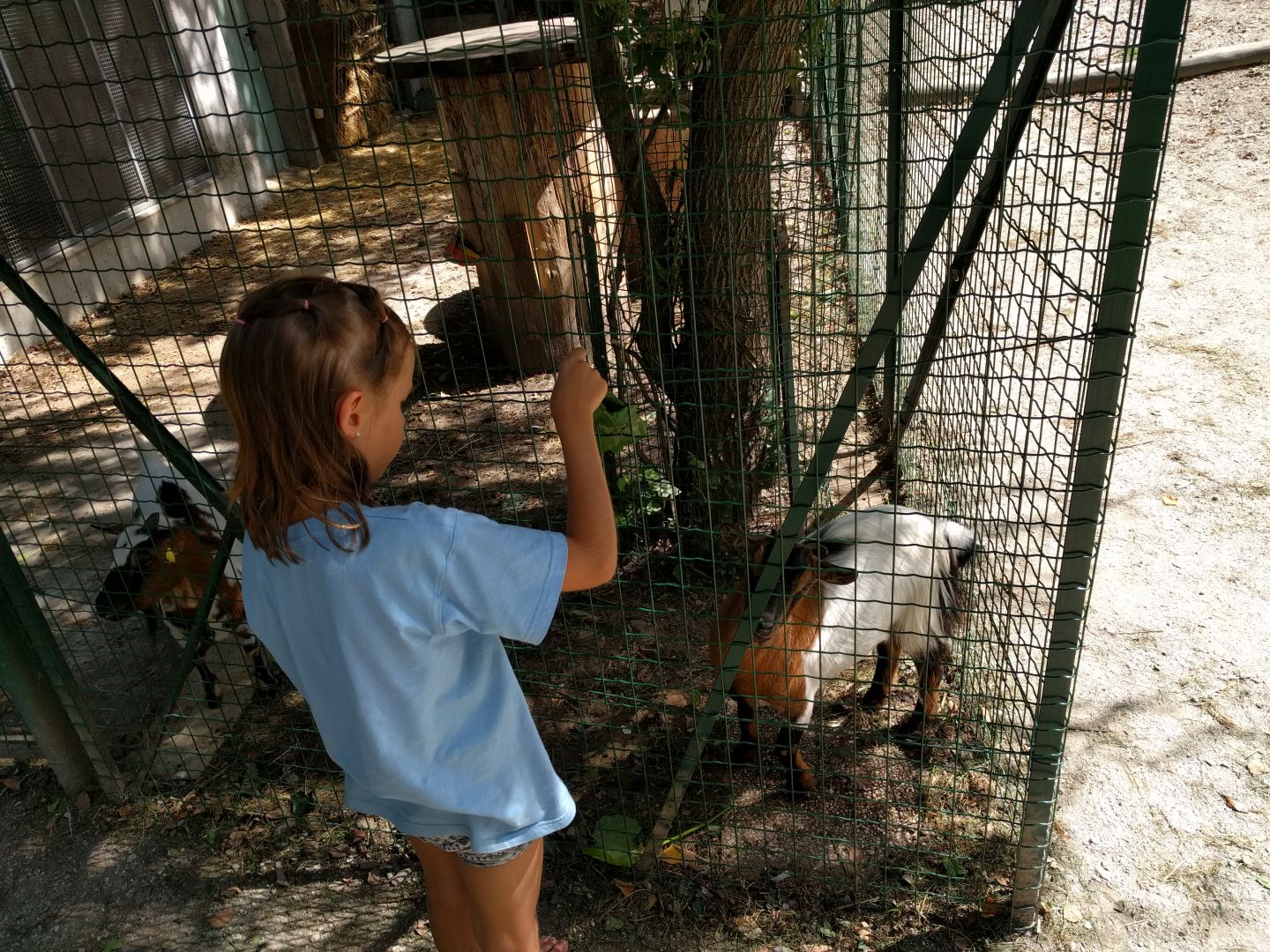 Sommercamp Sportcamp